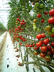 tomato11