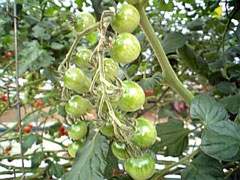 tomato21