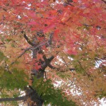 s-画像 008