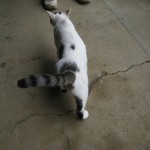 IMG_9131
