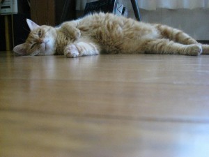 IMG_9265