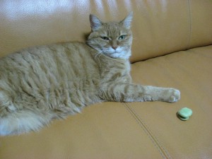 IMG_9849