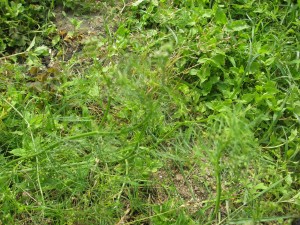 IMG_9862