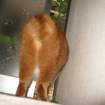 IMG_0707